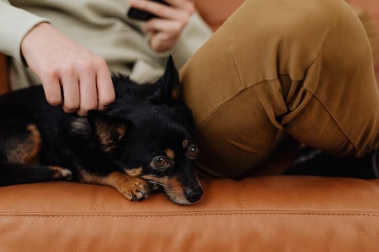 Discover the Healing Power of Animals: Finding Peace in California's Pet-Friendly Havens
