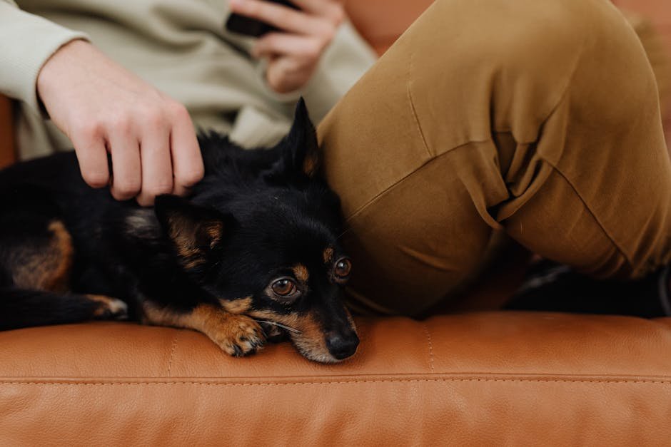 Discover the Healing Power of Animals: Finding Peace in California's Pet-Friendly Havens