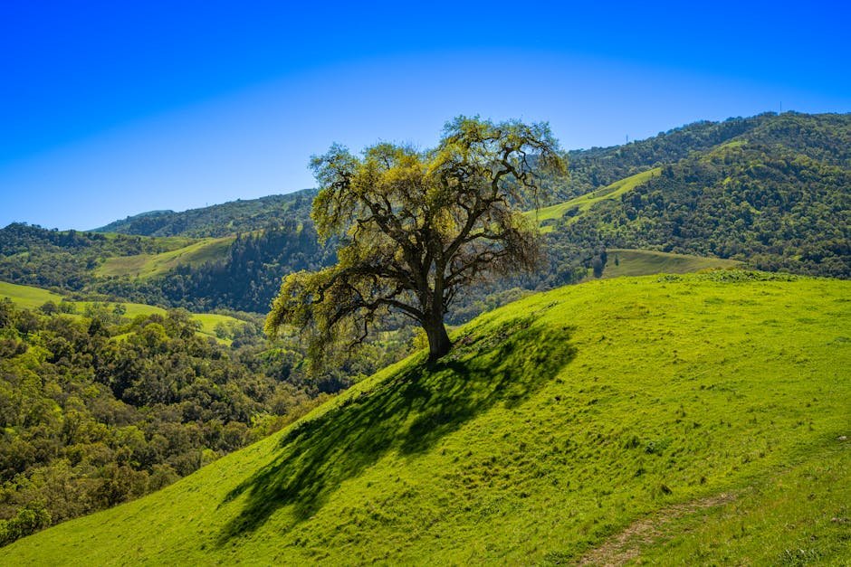 Find Your Zen: The Best Peaceful California Getaways for Introverts & Solitude Seekers