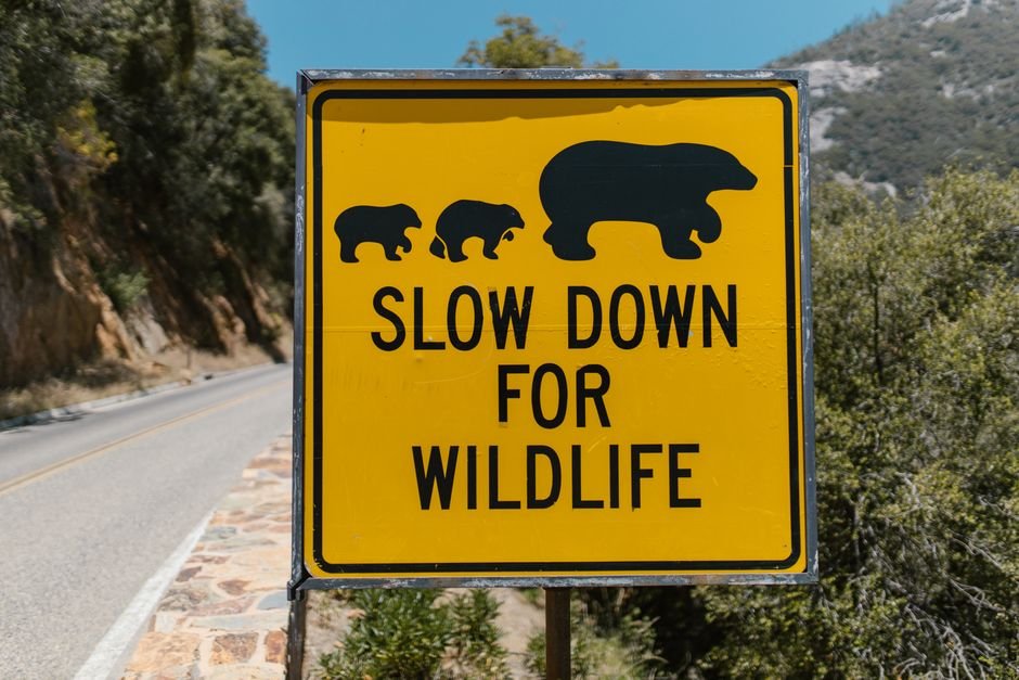 California Wildlife Safety: Essential Tips for Safe Outdoor Adventures