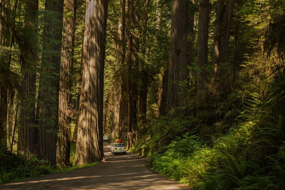 Ultimate Northern California Travel Guide: Redwoods, Coastlines & Scenic Road Trips